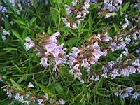 Sauge en fleur (prise a Lens)(4)